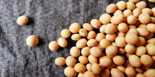 Isoflavones de soja – Un remède naturel pour la ménopause Isoflavones de soja – Un remède naturel pour la ménopause