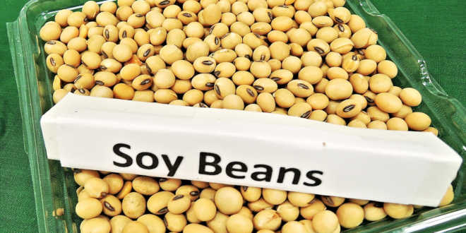 Isoflavones de soja ménopause Isoflavones de soja ménopause