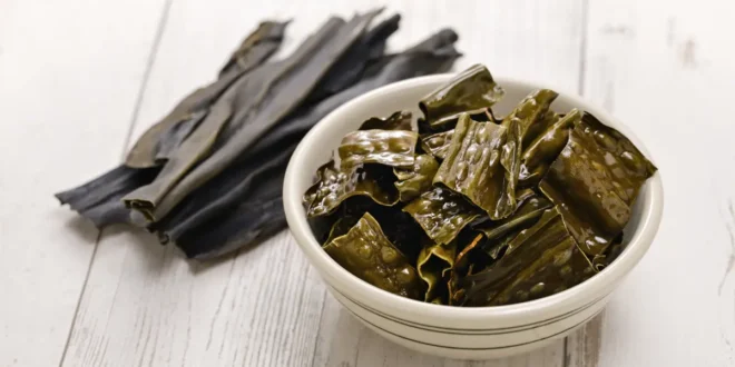 10 bienfaits et propriétés de l’algue Kelp pour la santé 10 bienfaits et propriétés de l’algue Kelp pour la santé