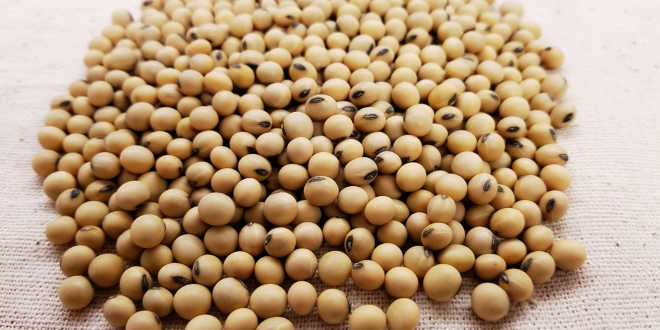 Que sont les isoflavones de soja? Que sont les isoflavones de soja?
