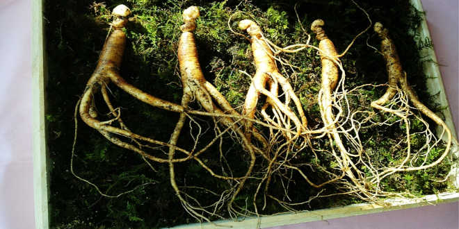 Ginseng et gelée royale Ginseng et gelée royale
