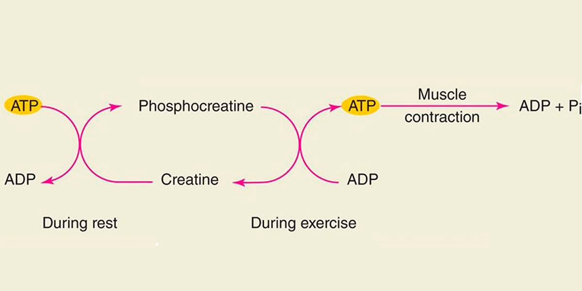 Metabolisme ATP