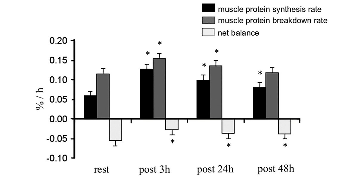 Turnover proteique