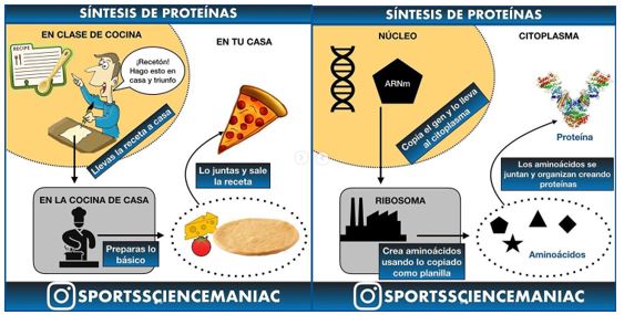 Synthèse de protéines Infographie-synthèse de protéines