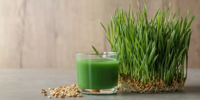Quels sont les bienfaits de l’herbe de blé pour la santé ? Quels sont les bienfaits de l’herbe de blé pour la santé ?