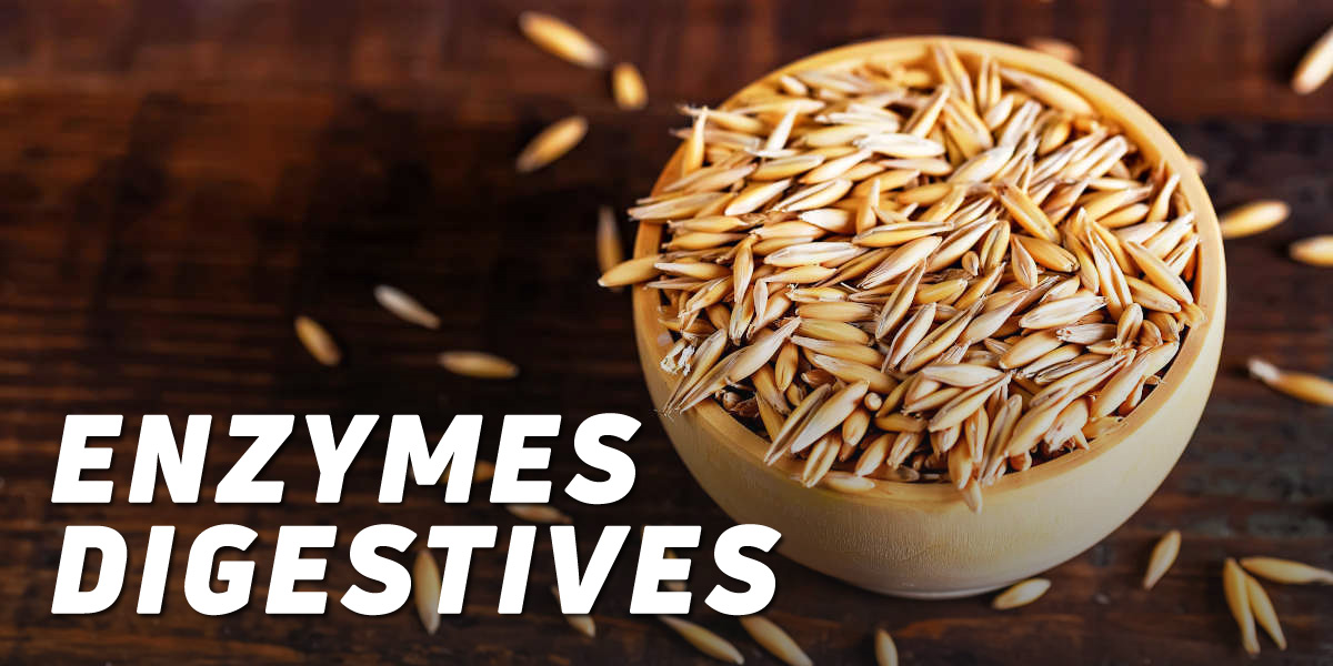 Enzymes Digestives Enzymes Digestives