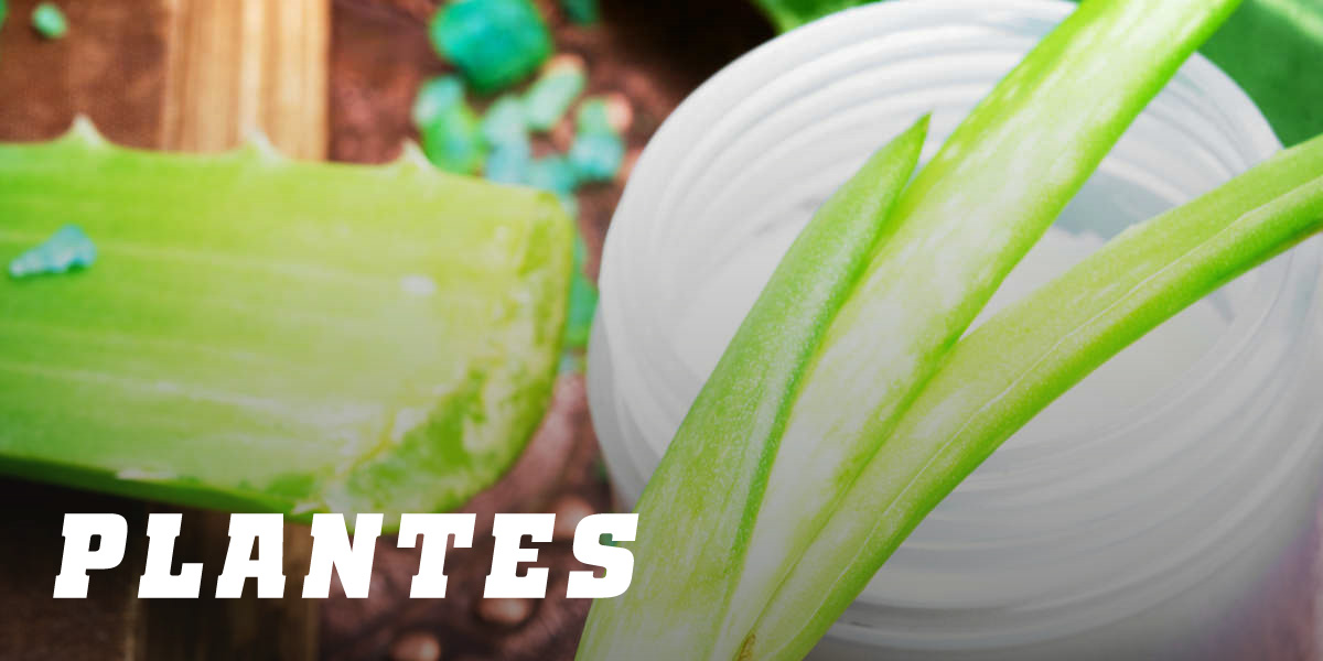 Plantes
