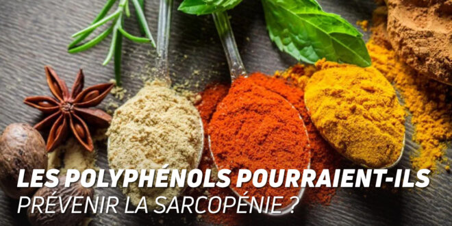 Les polyphénols pourraient-ils prévenir la sarcopénie ?