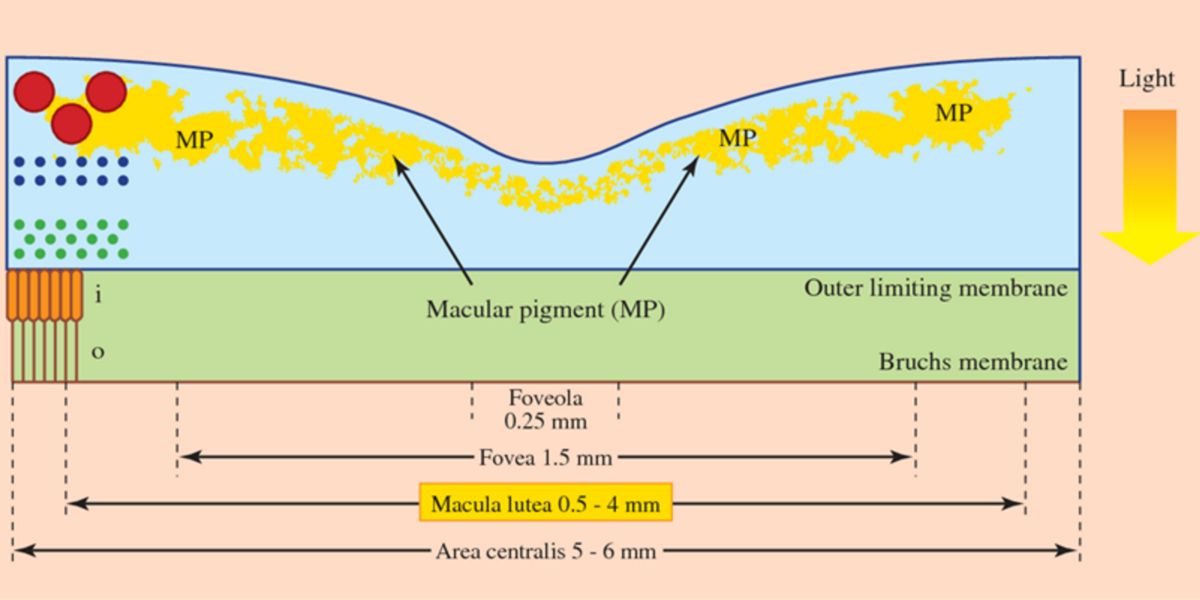 Diagramme Diagramme