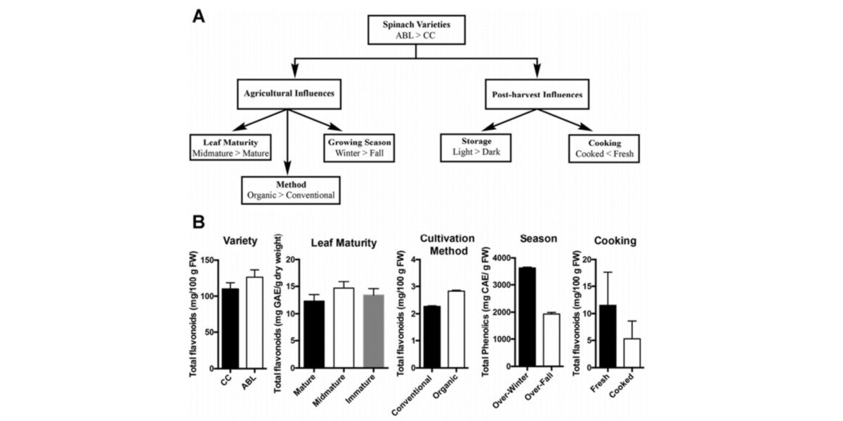 Effets sur le profil nutritionnel des épinards Effets sur le profil nutritionnel des épinards