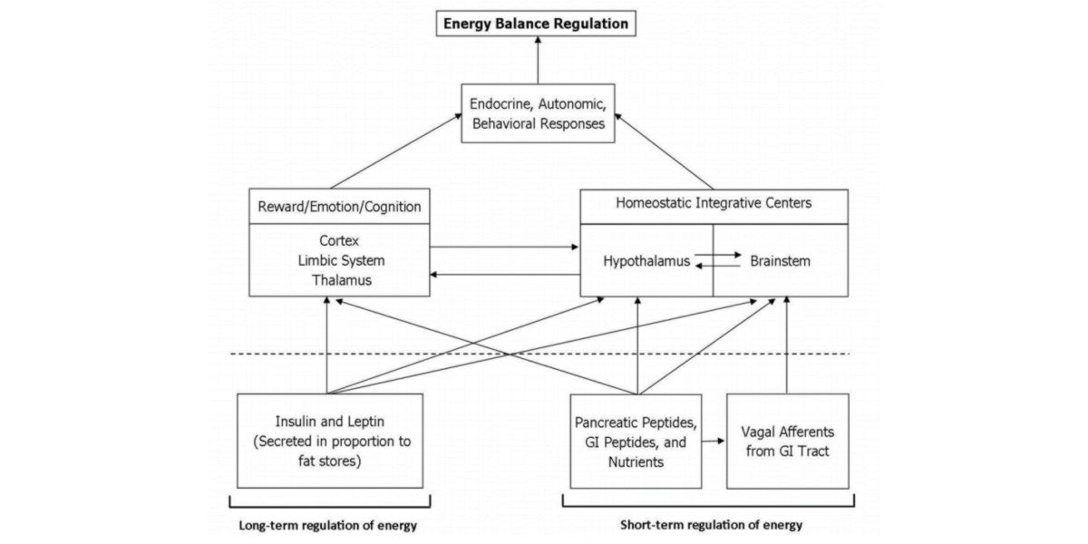 Mécanismes de régulation de l'énergie Mécanismes de régulation de l'énergie