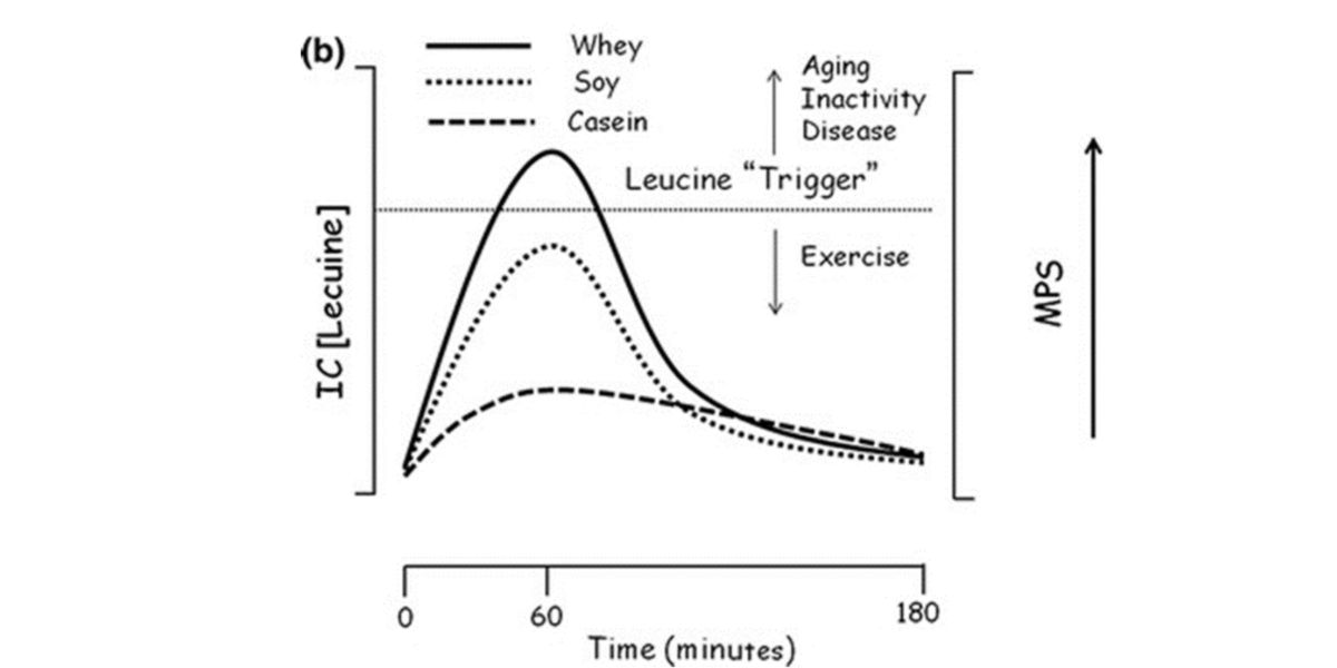 Seuil de leucine Seuil de leucine