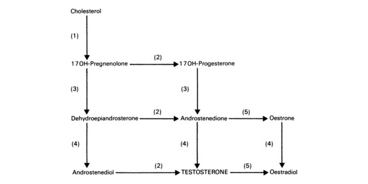 Synthèse des hormones sexuelles Synthèse des hormones sexuelles