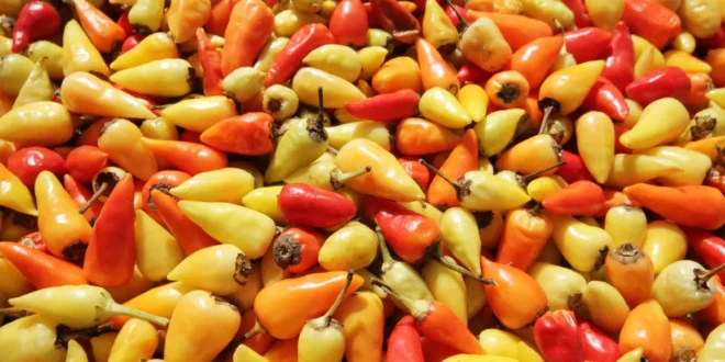Bienfaits de la capsaïcine pour perdre du poids et réduire les douleurs articulaires