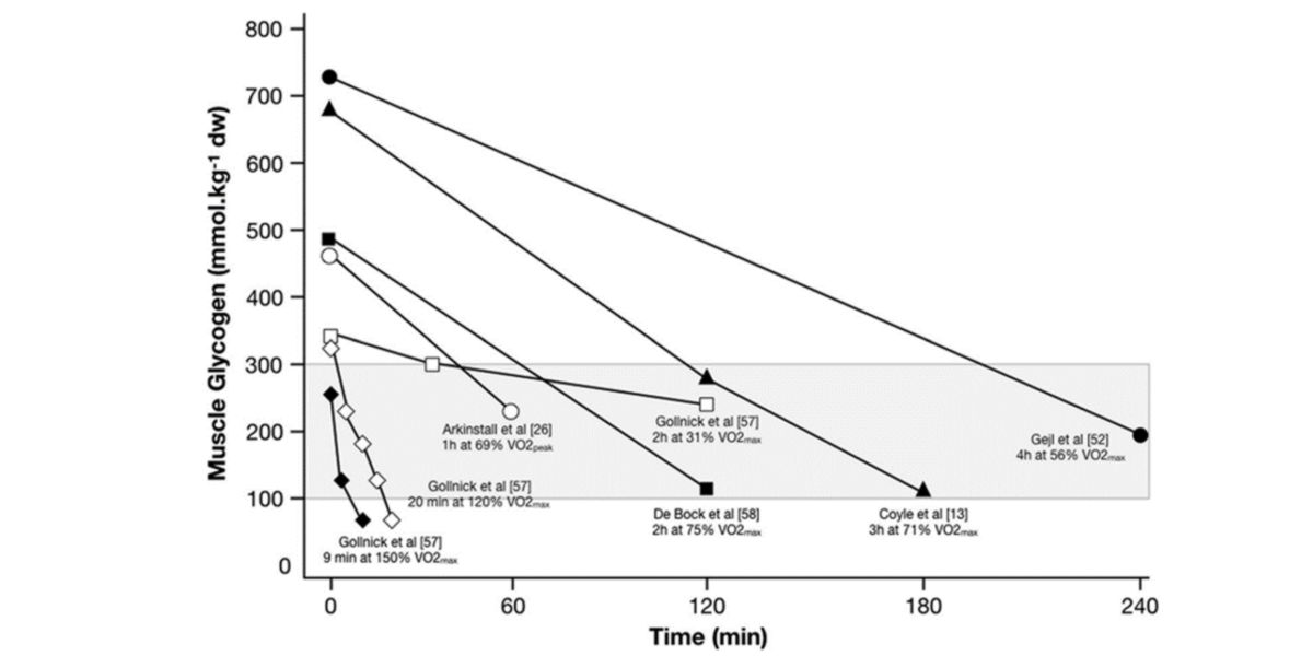 Concentrations en glycogène Concentrations en glycogène