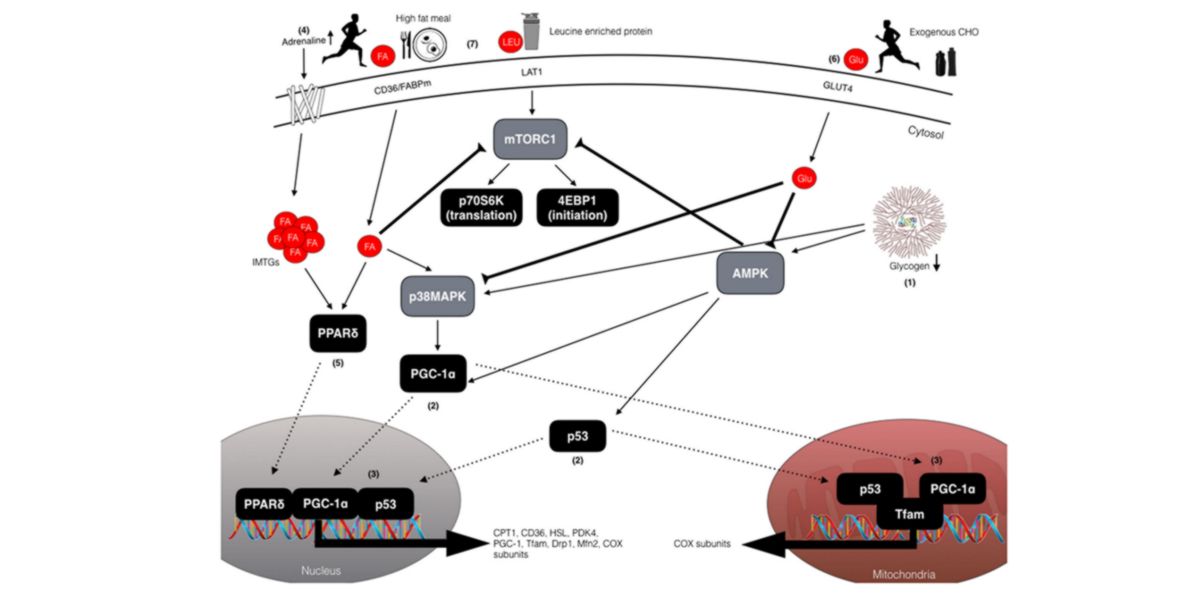 Mécanismes biomoléculaires Mécanismes biomoléculaires