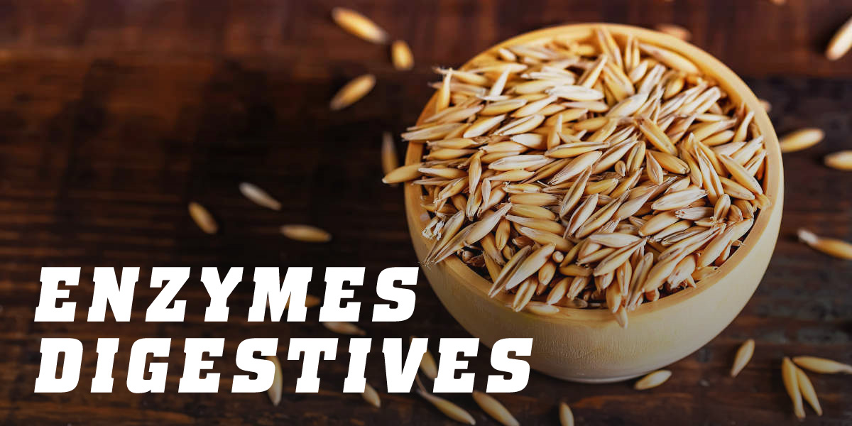 Enzymes digestives Enzymes digestives