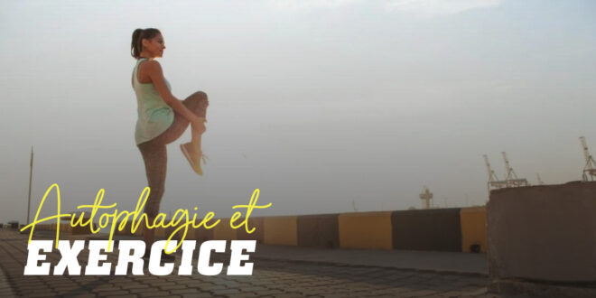 Exercice et autophagie