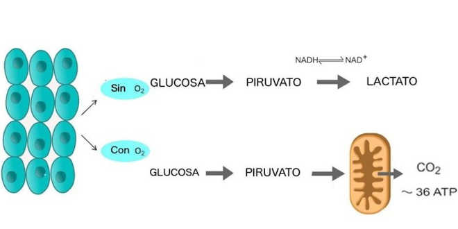 Process de glycolyse