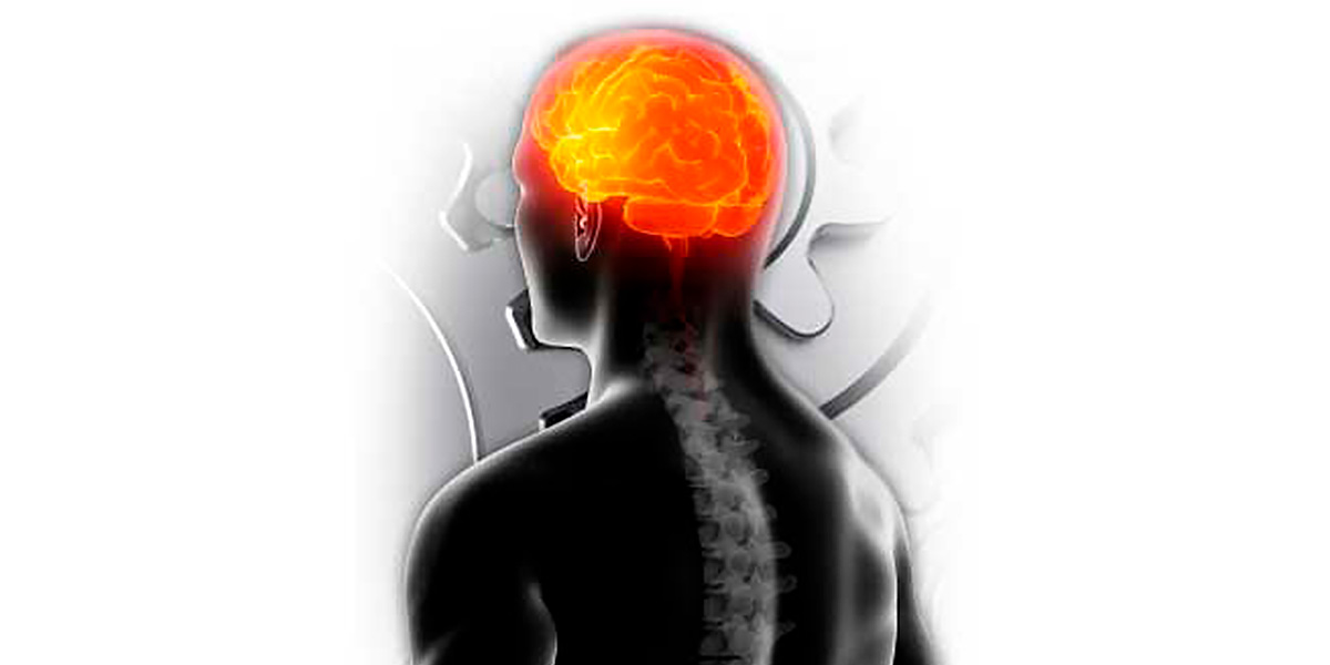 ALCAR pour le cerveau ALCAR pour le cerveau