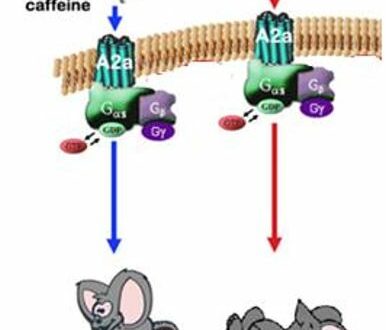 Bowl d’Avoine aux Saveurs