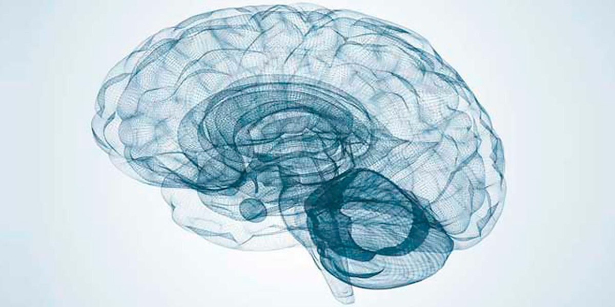 DHA pour le cerveau DHA pour le cerveau