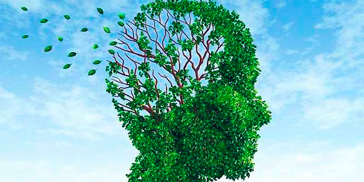 Ginkgo Biloba pour le cerveau Ginkgo Biloba pour le cerveau
