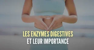 Les Enzymes Digestives et leur Importance