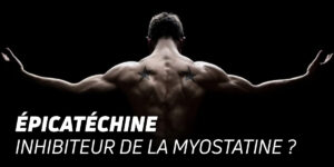 Epicatequina du Cacao : inhibiteur de la myostatine ?