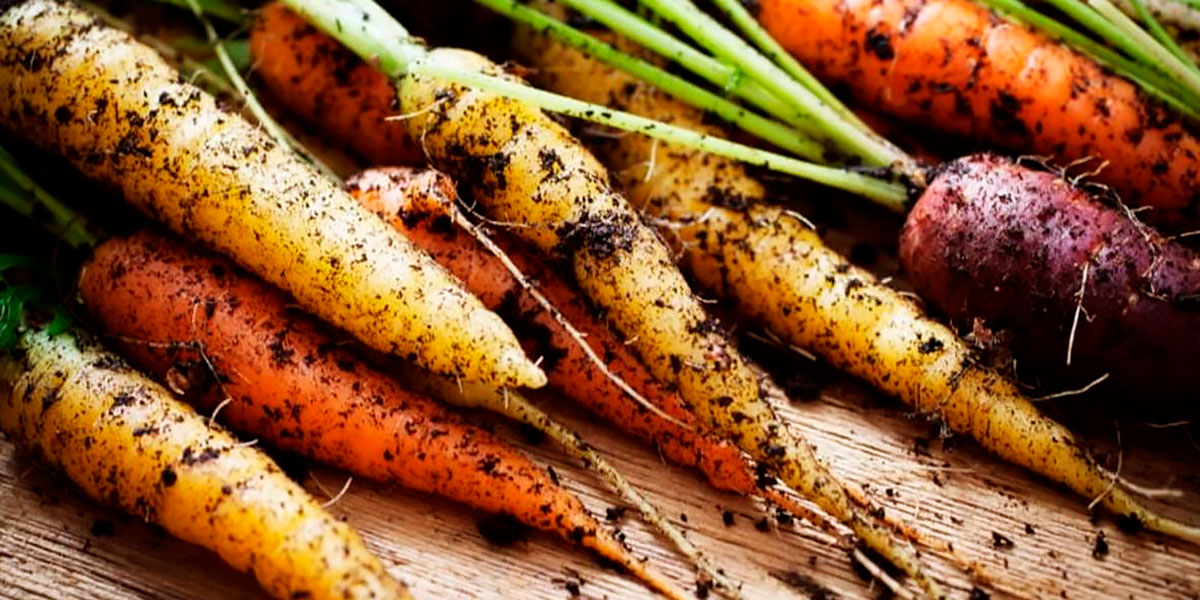Aliments Écologiques Biologiques Aliments Écologiques Biologiques