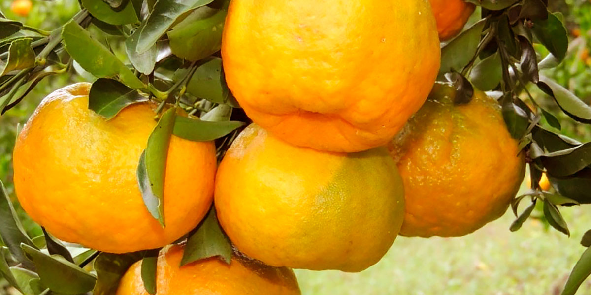 Orange organique Orange organique