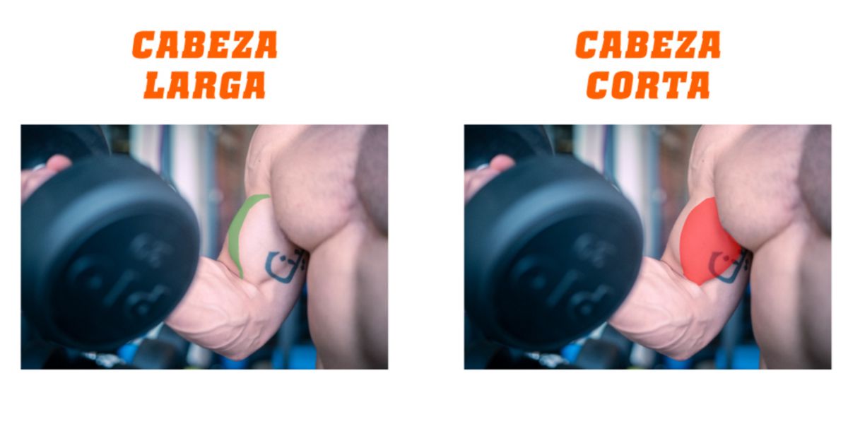 Qu'est-ce que les biceps