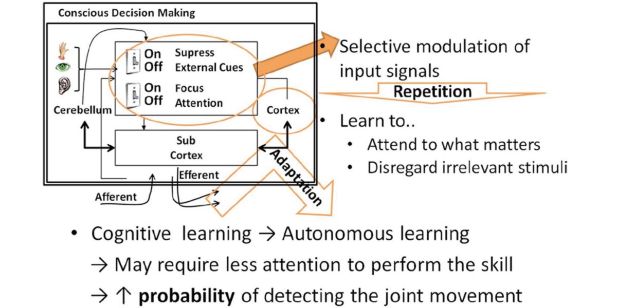 Effets de l'entraînement sur la plasticité nerveuse