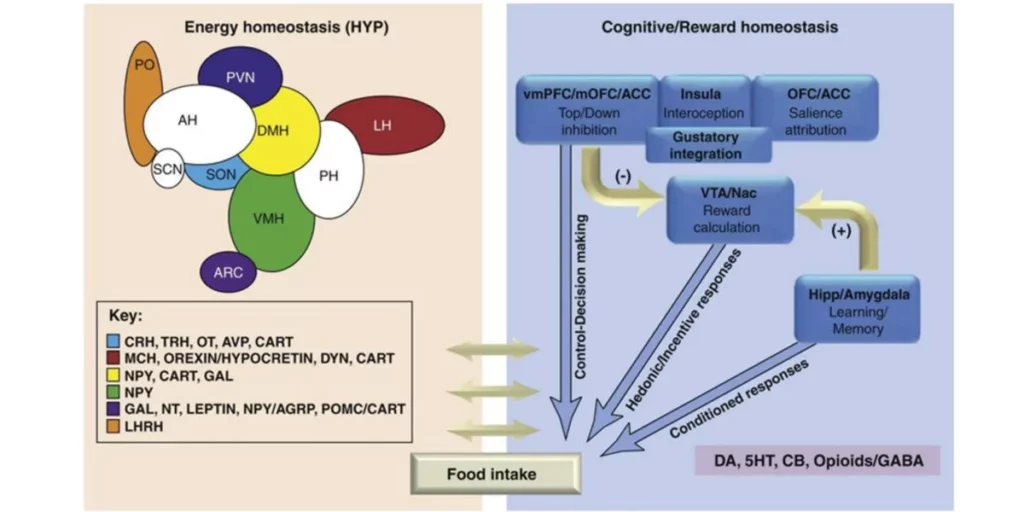 fr-neurohormonas fr-neurohormonas