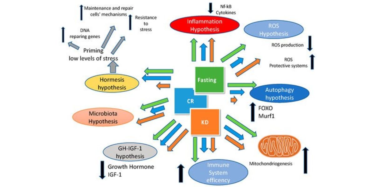 Est-ce que le régime Kéto et le Jeûne sont compatibles?