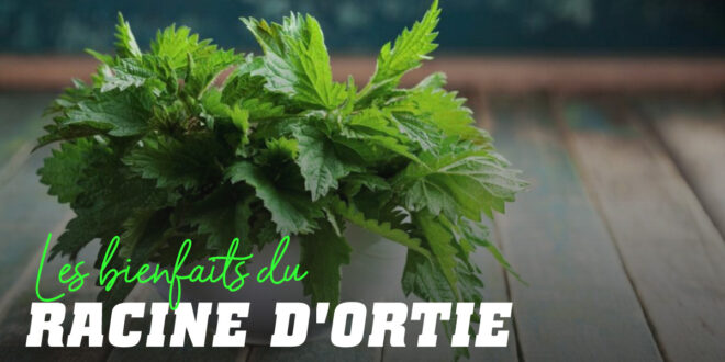 Extrait de racine d’Ortie: Bienfaits et raison de l’inclure Extrait de racine d’Ortie: Bienfaits et raison de l’inclure