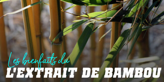 Extrait de Bambou: Propriétés d&rsquo;une plante ancienne