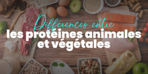 différences entre les protéines animales et végétales