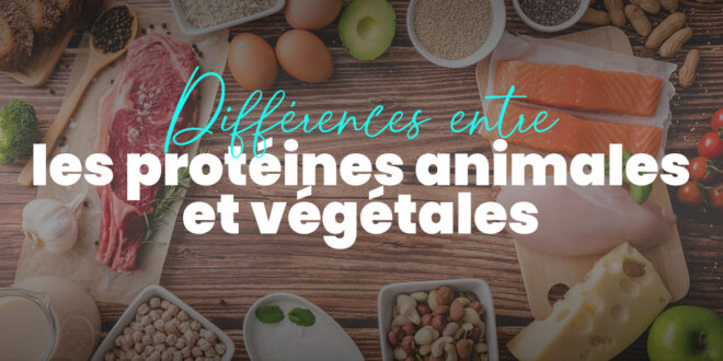 Quelles sont les différences entre la protéine animale et végétale ?