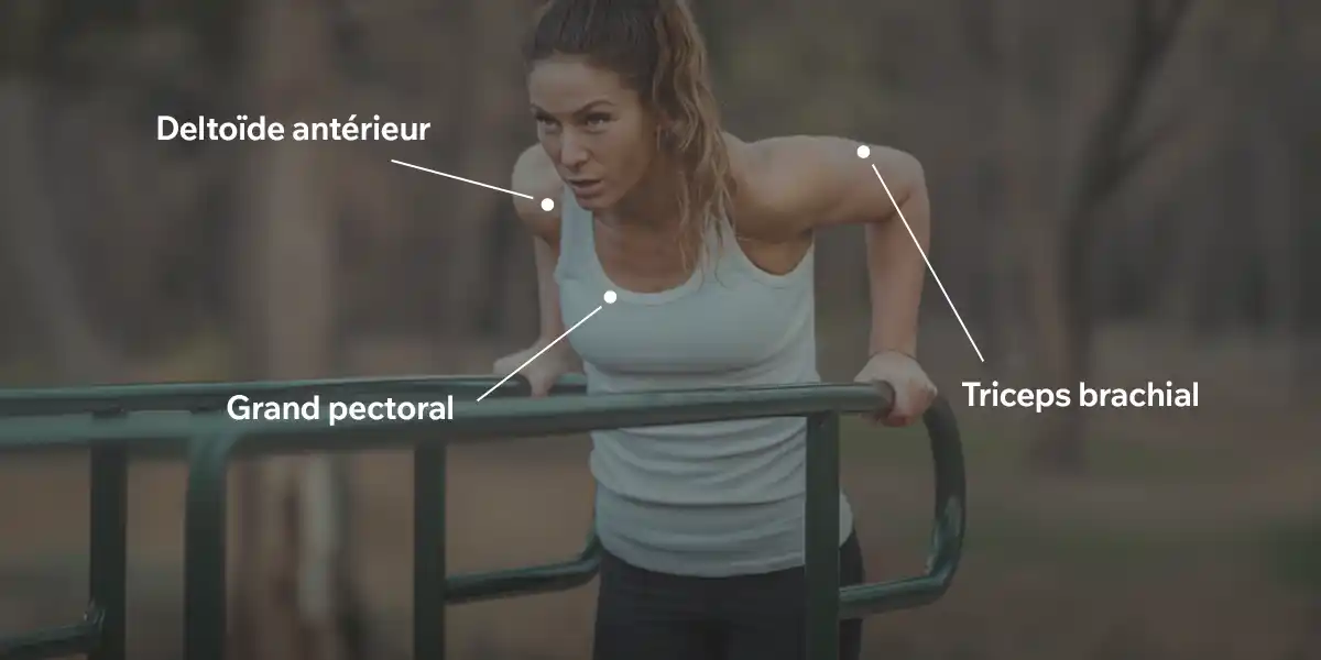 muscles sont sollicités