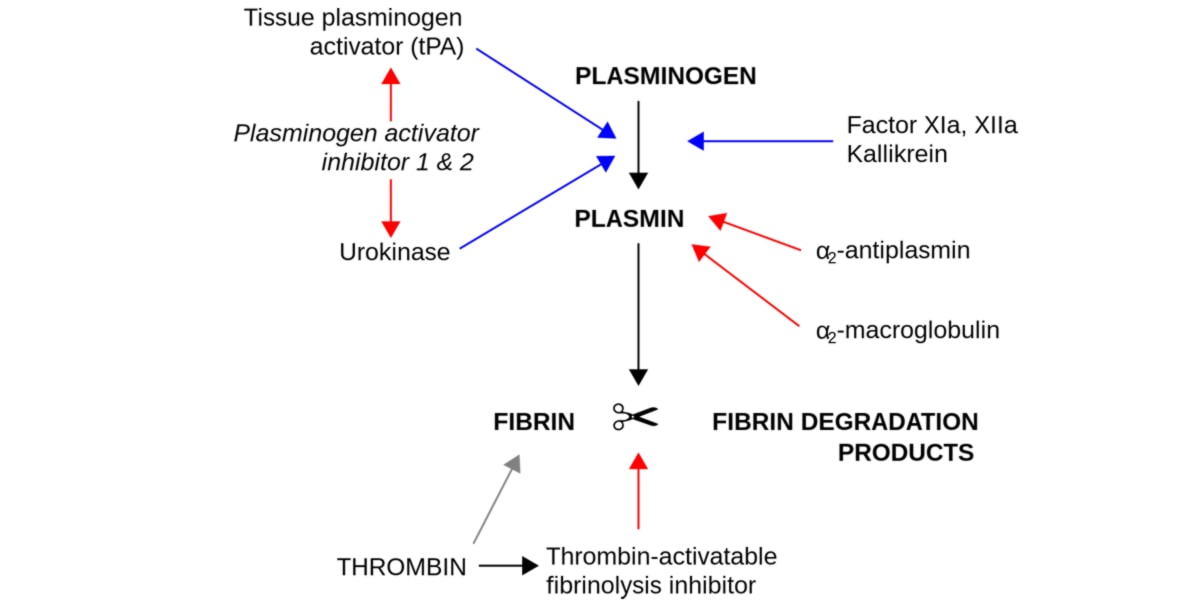 Propriétés fibrinolytiques de la nattokinase