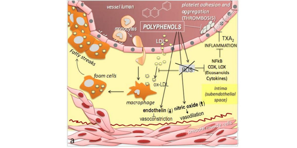 pepins raisin cardiovasculaire