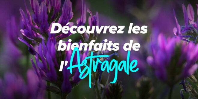 Astragale : la plante médicinale aux multiples propriétés et avantages Astragale : la plante médicinale aux multiples propriétés et avantages