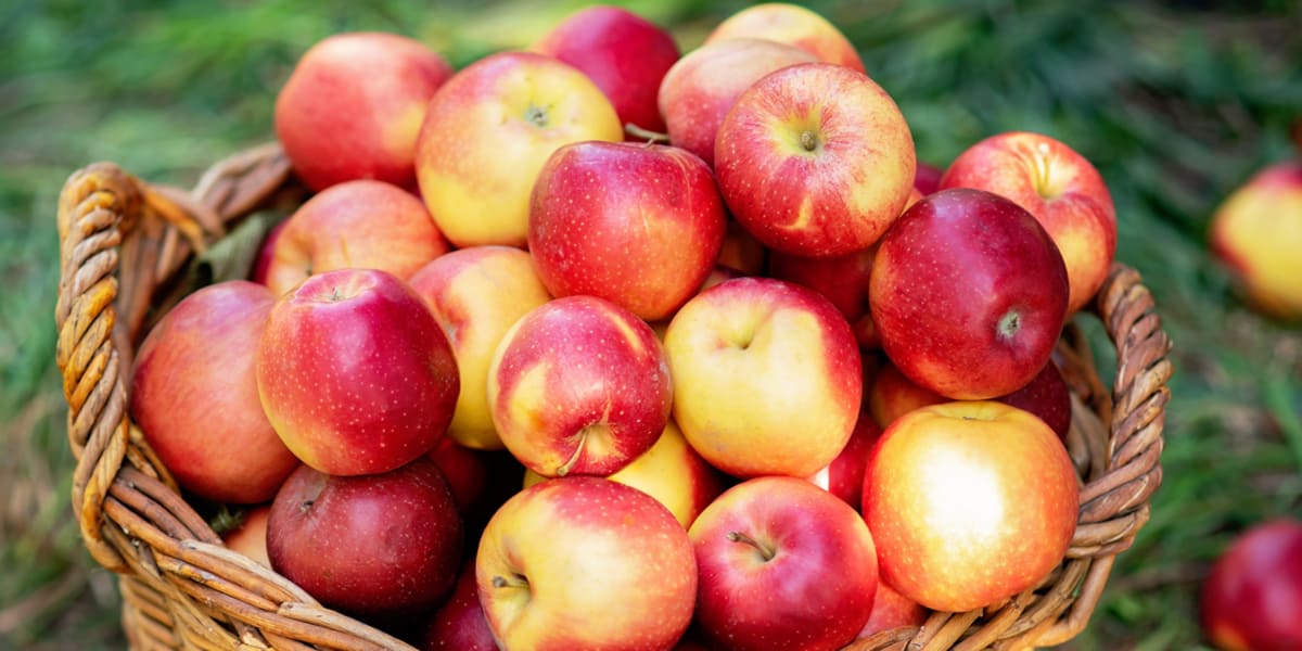 Pourquoi boire du vinaigre de cidre de pomme Pourquoi boire du vinaigre de cidre de pomme