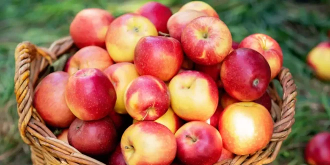 Propriétés et bienfaits du vinaigre de cidre de pomme pour la santé Propriétés et bienfaits du vinaigre de cidre de pomme pour la santé