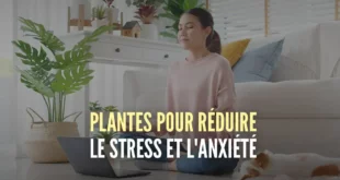 plantes-pour-reduire