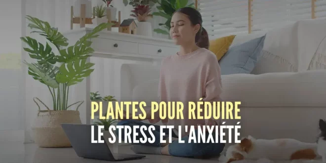 Les 10 meilleures plantes pour réduire le stress et l&rsquo;anxiété