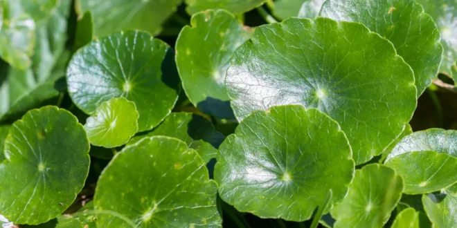 5 bienfaits de la Centella Asiatique ou Gotu Kola
