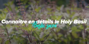 Holy Basil