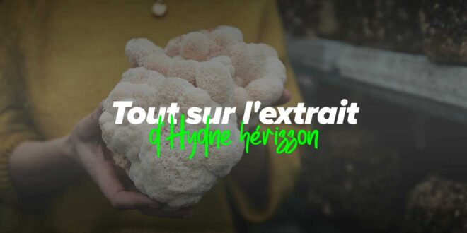 Bénéfices et propriétés du champignon hydne hérisson
